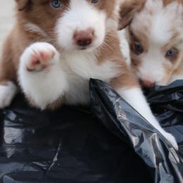 Australian Shepherd Puppies from Kiki's Aussies