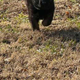 German Shepherd Puppies from StaFra German Shepherd Dogs