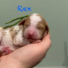 Rex - Parti male Poodle puppy in Williamsburg, Ohio from Iaroli’s  Small Standard Poodles
