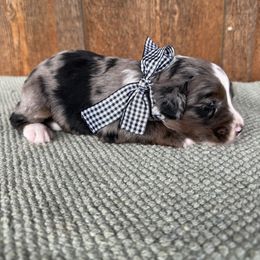 Kahuna - Blue merle male Aussiedoodle puppy in Eastland, Texas from H5 Mini Doodles