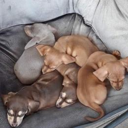Dachshund Puppies from Empire's Dachshunds