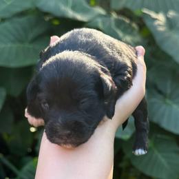 Rowan Mini ESA therapy lines possible blue eyes - Black and white male Schnoodle puppy in Temple, Texas from Schnauzers Of Taylor