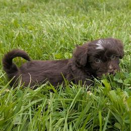 Chocolate Mousse - Chocolate male Havanese puppy in Marysville, Ohio from Sweet Confections Havanese