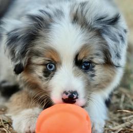 Hudson - Blue merle male Toy Australian Shepherd puppy in Wichita Falls, Texas from Shooting Stars Ranch Toy and Mini Aussies