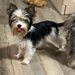 Willow - Black tan and white female Biewer Terrier puppy in Owasso/Tulsa, Oklahoma from Prestigious Pups