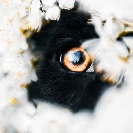 Bordoodle Puppies from 2J 2K Bordoodles