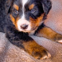 Bernedoodle, Bernese Mountain Dog, and Siberian Husky Puppies from Timberline Paws