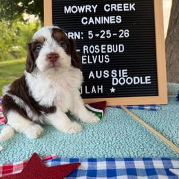 Lilah - Brown and white female Aussiedoodle puppy in Hopkins, Missouri from Mowry Creek Mini Aussiedoodles and More