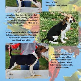 Angel - Tri-colored female Treeing Walker Coonhound puppy in Vermontville, Michigan from Stackem Up Kennel