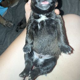 Elephant - Fawn male Belgian Malinois puppy in Briggs, Texas from Madhouse’s Belgian Malinois and German Shepherds