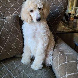 Poodle Puppies from Hickory Hills Poodles