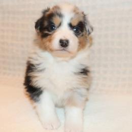 Jovi - Blue merle female Australian Shepherd puppy in Colorado from Firestone Australian Shepherds