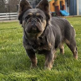 Juliette - French Bulldog