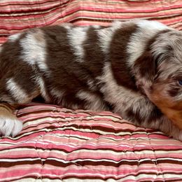 Australian Shepherds from Miradero Aussies