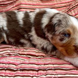 Australian Shepherds from Miradero Aussies