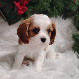 Belinda - Blenheim female Cavalier King Charles Spaniel puppy in Sabetha, Kansas from Apple Blossom Cavaliers