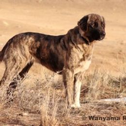 Bee - Anatolian Shepherd Dog