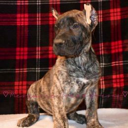 Evelyn Dutton - Tiger female Perro de Presa Canario puppy in El Paso, Texas from Mesquite Creek Kennels