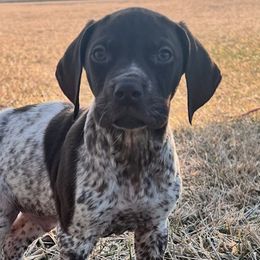 German Shorthaired Pointers and Havanese from Room For One More