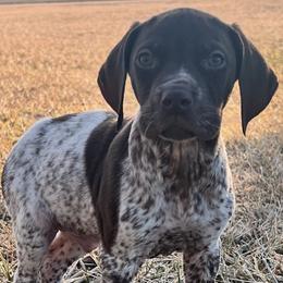 German Shorthaired Pointers and Havanese from Room For One More