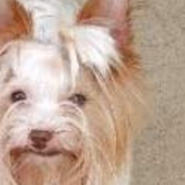 Sunny - Yorkshire Terrier