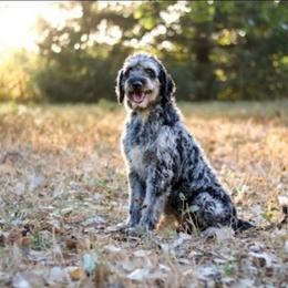 Ruby - Blue merle female Aussiedoodle puppy in Crete, Nebraska from Doodles & Co