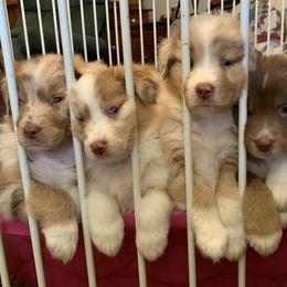 Australian Shepherd Puppies from Black Rock Farm Aussies