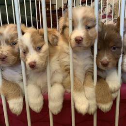 Australian Shepherd Puppies from Black Rock Farm Aussies