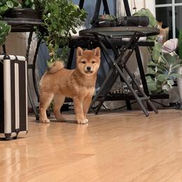 Anna - Red female Shiba Inu puppy in Warren County, New Jersey from Yellow Gate Kennel