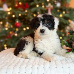 Peppermint Patty - White and black female Bordoodle puppy in Tillamook, Oregon from Oregon Bordoodles