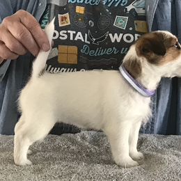 Russell Terrier Puppies from Briarwood Creek Russell Terriers