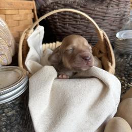 Lilac - Cream female Dachshund puppy in Cabool, Missouri from White Cottage Dachshunds