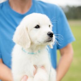 Golden Retriever Puppies from Southland Goldens