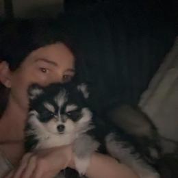 Pomsky Puppies from Nehalem Pomskies