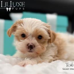 Companion Cross, Morkie, and Shorkie Puppies from Lil Luxe Pups