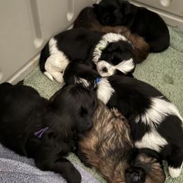 LUCKY PRINCE of the Empress - Black and white male Shih Tzu puppy in Ellicott City, Maryland from Dr. Dmitriy Kurenbin PURE SHIH TZU Puppies