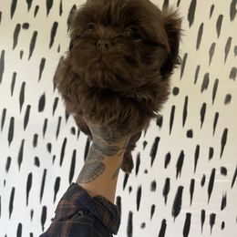 Shih Tzu Puppies from Shihtzus.Sc