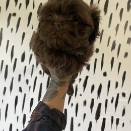 Shih Tzu Puppies from Shihtzus.Sc