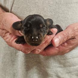 Penny black and tan female - Black and tan female Dachshund puppy in Trade, Tennessee from TN Miniature Dachshunds & Basset Hounds