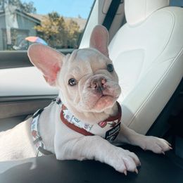 Girl 1 - Cream French Bulldog puppy in San Jose, California from Endless Frenchies