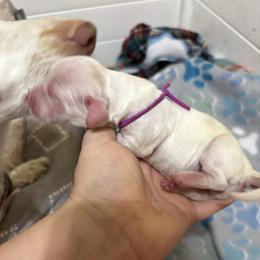 Everly - Cream female Dachshund puppy in Wichita Falls, Texas from Long Dogs in The Falls
