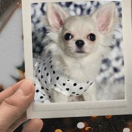 AKC Fluffy girl - White female Chihuahua puppy in Brooklyn, New York from Nadezhda's Chihuahuas