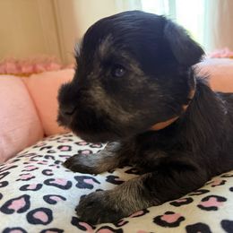 Brown collar - Salt and pepper male Miniature Schnauzer puppy in Smyrna, Tennessee from Moore's Miniature Schnauzers