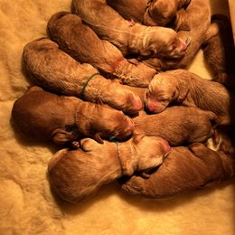 Goldendoodle Puppies from Penny Doodles VA