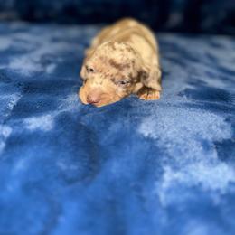 Spider-Man - Dapple male Dachshund puppy in Williston Highlands, Florida from The Hunters Doxie Den