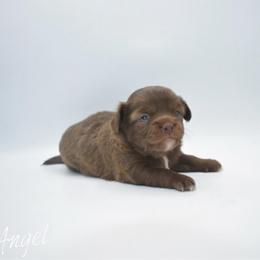 Angel - Chocolate female Chihuahua puppy in Bulls Gap, Tennessee from Smokey Mountain Chihuahuas