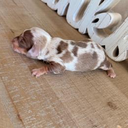 Boy 3 dapple ckc - Dapple male Dachshund puppy in Nacogdoches, Texas from S7 Dachsunds