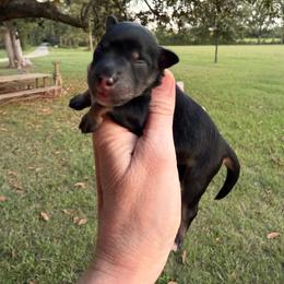 Smoky - Black and silver male Miniature Schnauzer puppy in Silver Creek, Mississippi from Mamie’s Minis, LLC