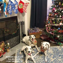 Dalmatian Puppies from Rainier DALS LUA Dalmatians