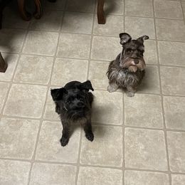 Boxers, Miniature Australian Shepherds, and Miniature Schnauzers from Branton Farms (Mini Schnauzers, Boxers and Mini Aussies)